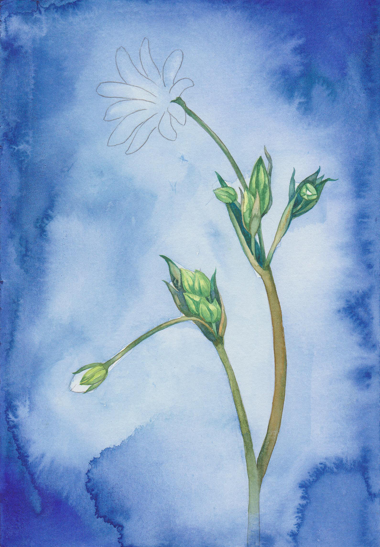 最近日繪練習(xí)（附小過(guò)程)（圖ZNDI1Mjg5MjA=） - 創(chuàng)作習(xí)作 - 站酷設(shè)計(jì)師吳都Jasmine原創(chuàng)素材 - 站酷ZCOOL