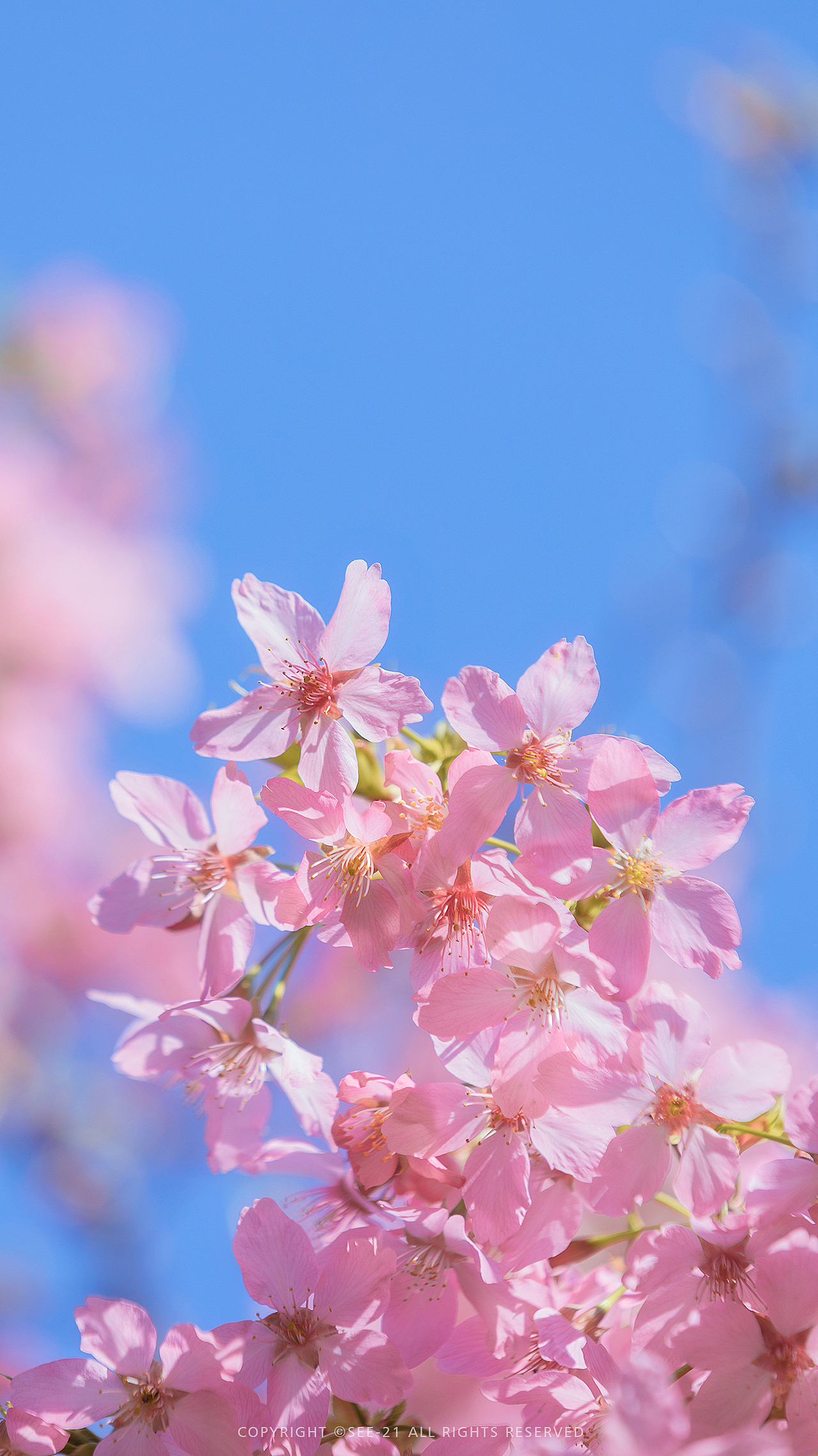 SAKURA 🌸 桜花（图ZMjQ2MDU4MDg4） - 风光摄影 - 站酷设计师See21原创素材 - 站酷ZCOOL