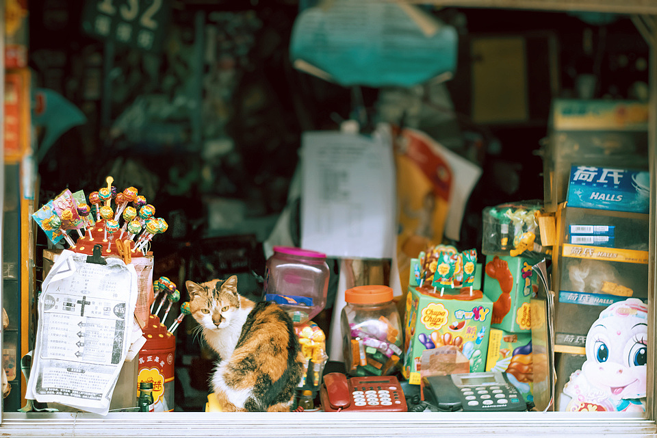 我和我的喵呜们(六)