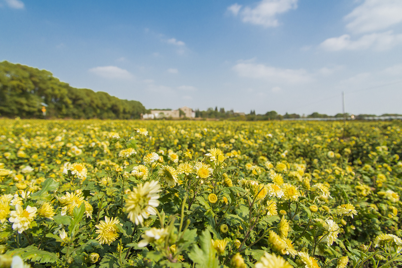 杭白菊 胎菊 采摘园拍摄