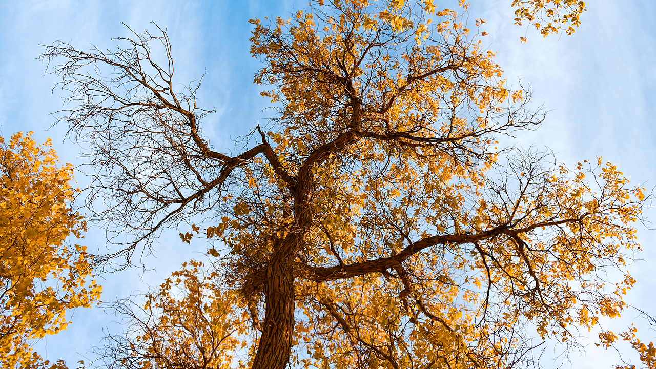 十月的额济纳胡杨