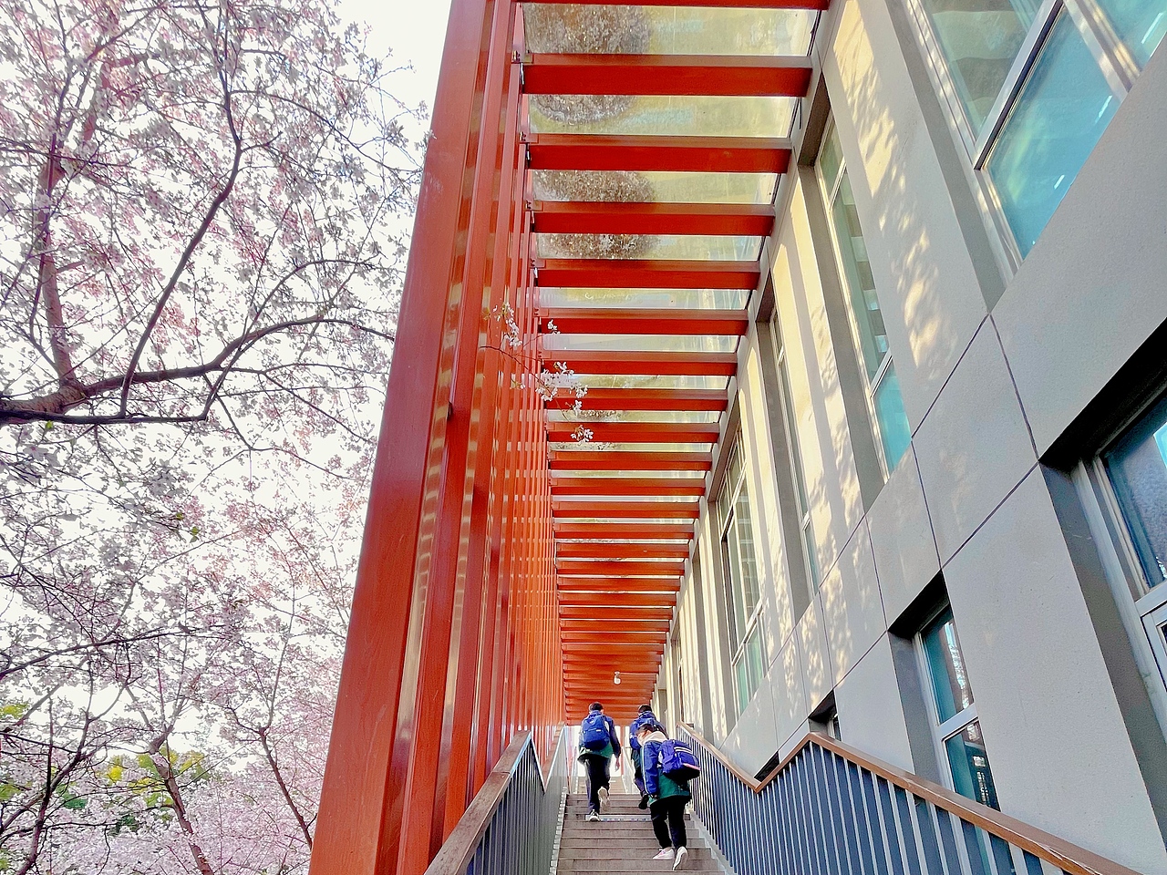 手机摄影 上海最美樱花校园~（图ZMzM3ODMyOTk2） - 风光摄影 - 站酷设计师小小鸟不想飞原创素材 - 站酷ZCOOL