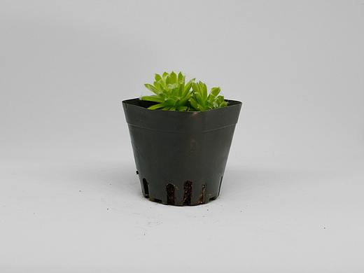 攝影｜多肉（個人主頁-ZNTcwMDM5MTI=） - 其他攝影 - 站酷設(shè)計師電子奶油原創(chuàng)素材 - 站酷ZCOOL