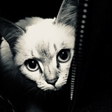 拾陆LeeO的头像