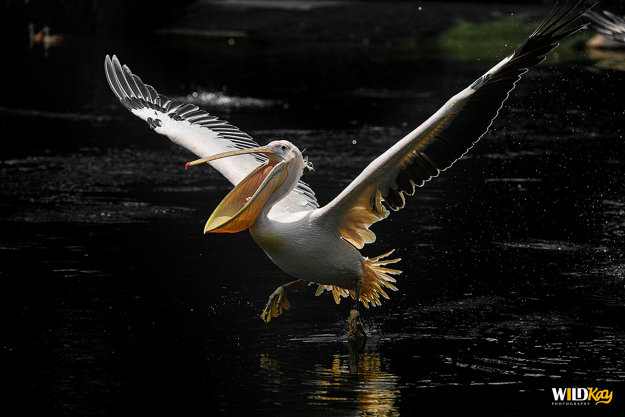 《生命和爱365》合集 I(图ZMTg0NTAwNzQ4) - 宠物摄影 - 站酷设计师WildKay原创素材 - 站酷ZCOOL