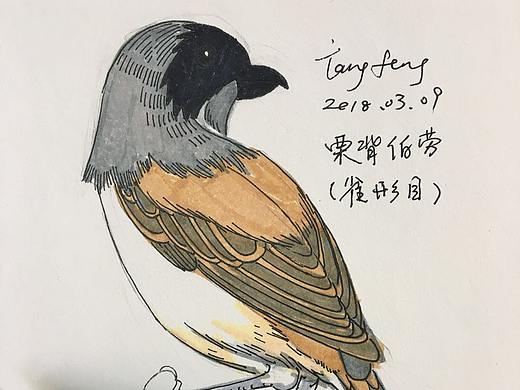 鸣禽雀形目栗背伯劳