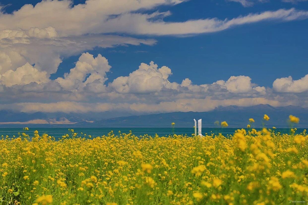 蛋花花蛋花花蛋花花蛋花花蛋花花