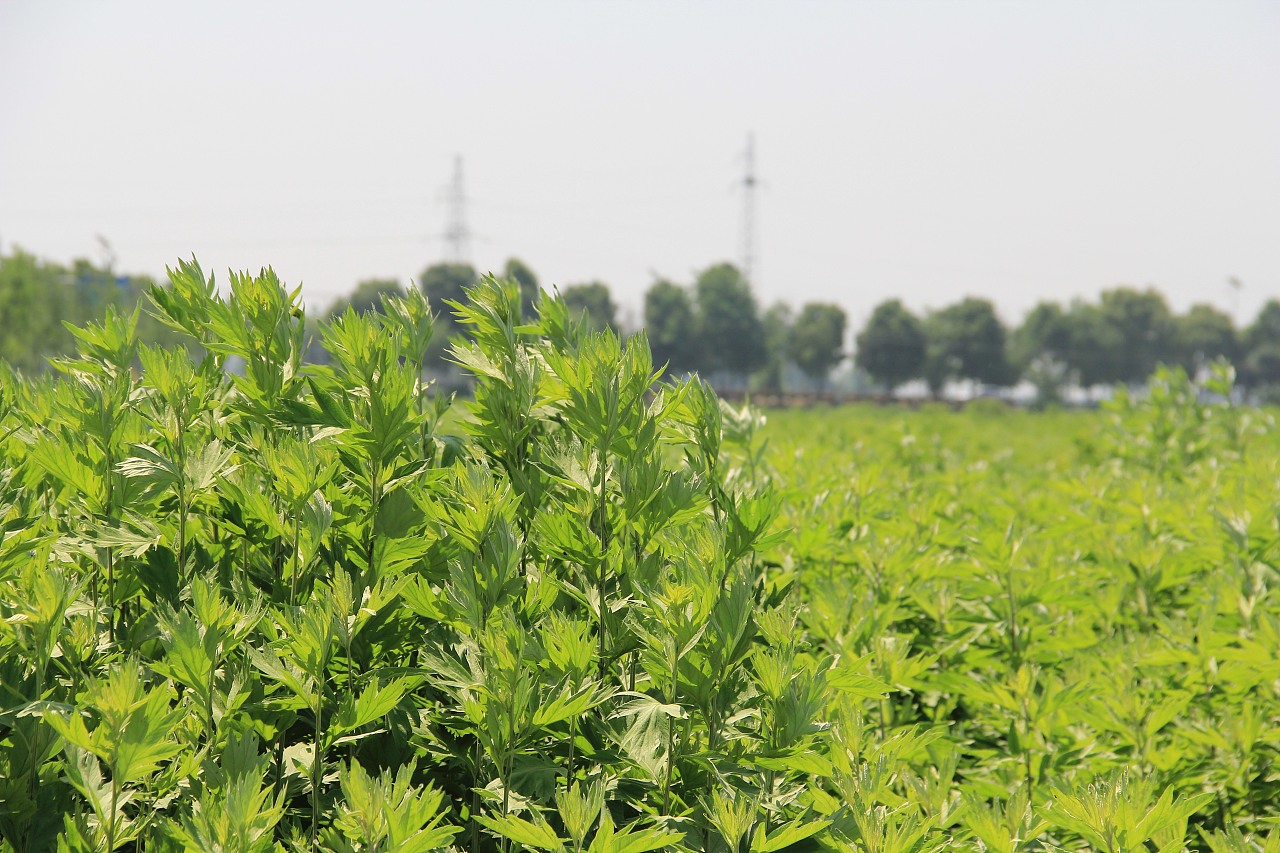 蕲春蕲艾种植基地端午蕲艾拍摄艾条艾叶艾草