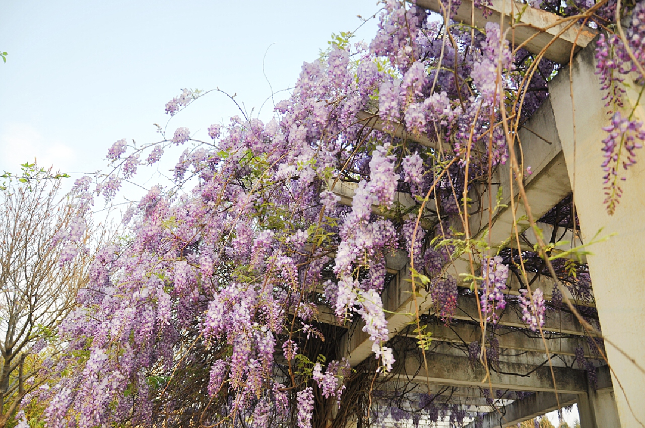 紫藤图片_植物风景的紫藤图片大全 - 花卉网