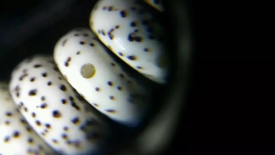 高密10*5正月海南星月菩提