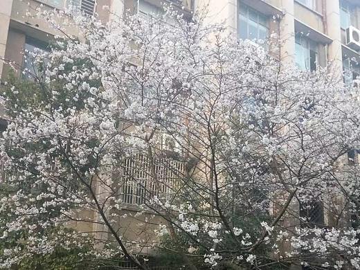 花草（個人主頁-ZMzEyMjc3MzY=） - 風(fēng)光攝影 - 站酷設(shè)計師藍裳原創(chuàng)素材 - 站酷ZCOOL