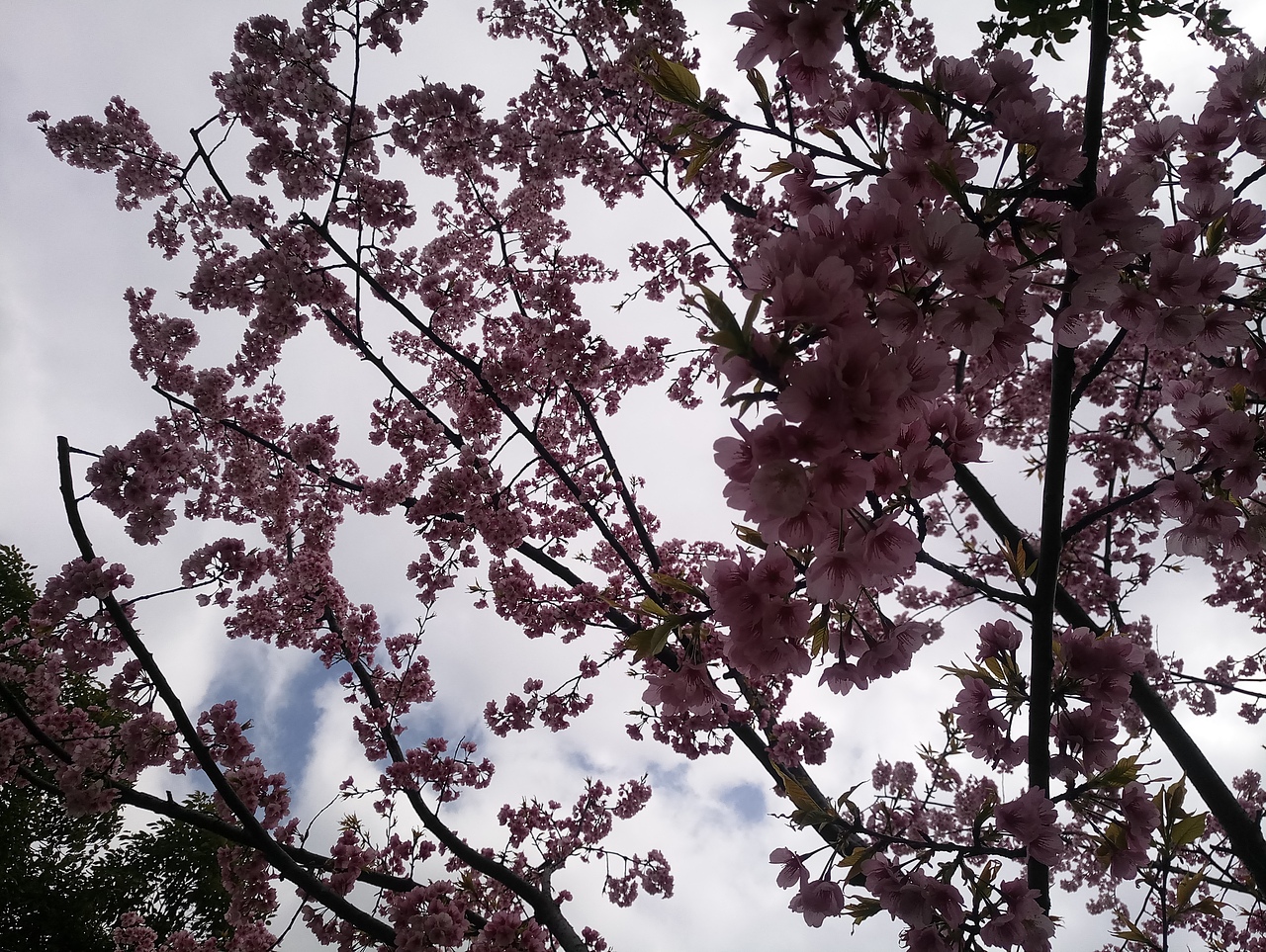 春之密影（图ZMTA4MjU3Njg4） - 产品摄影 - 站酷设计师珍丫头原创素材 - 站酷ZCOOL