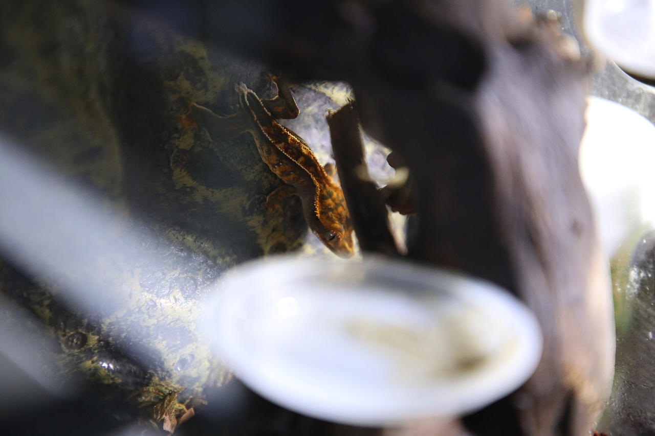 儿砸～闺女们[z加油][z加油]（图ZMTU0Nzk3MDQw） - 宠物摄影 - 站酷设计师JudeChu3787原创素材 - 站酷ZCOOL