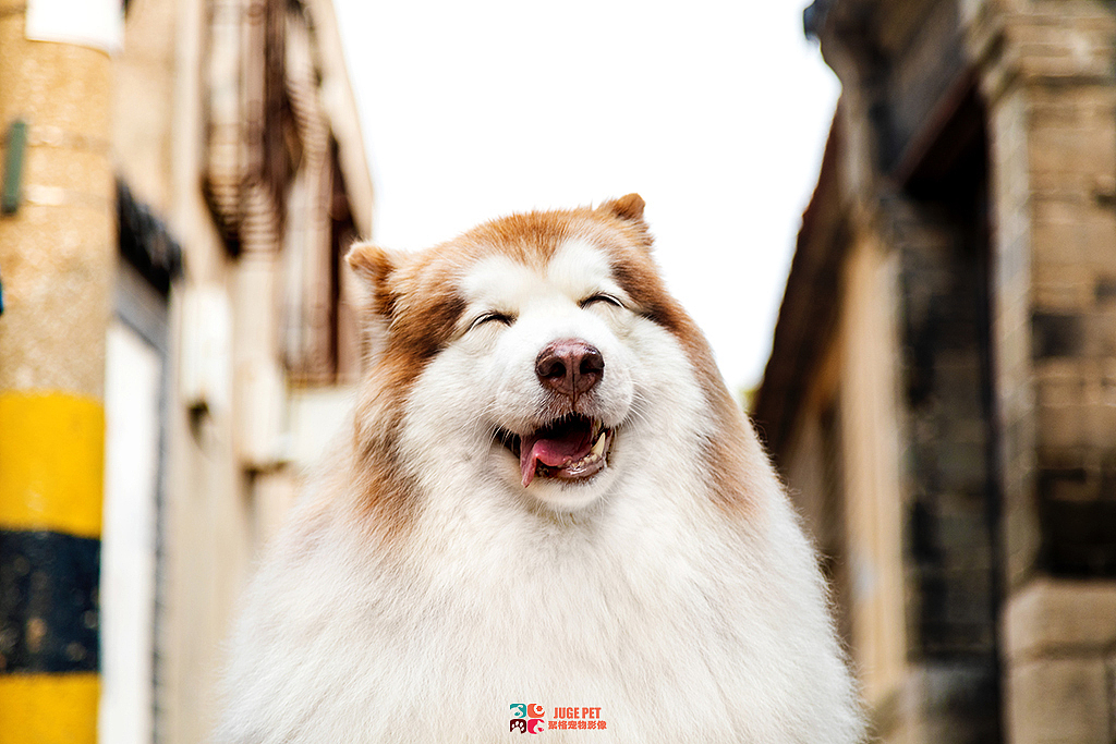 阿拉斯加拍摄客片