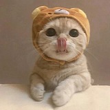 南荼的头像