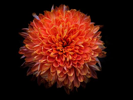 赏花