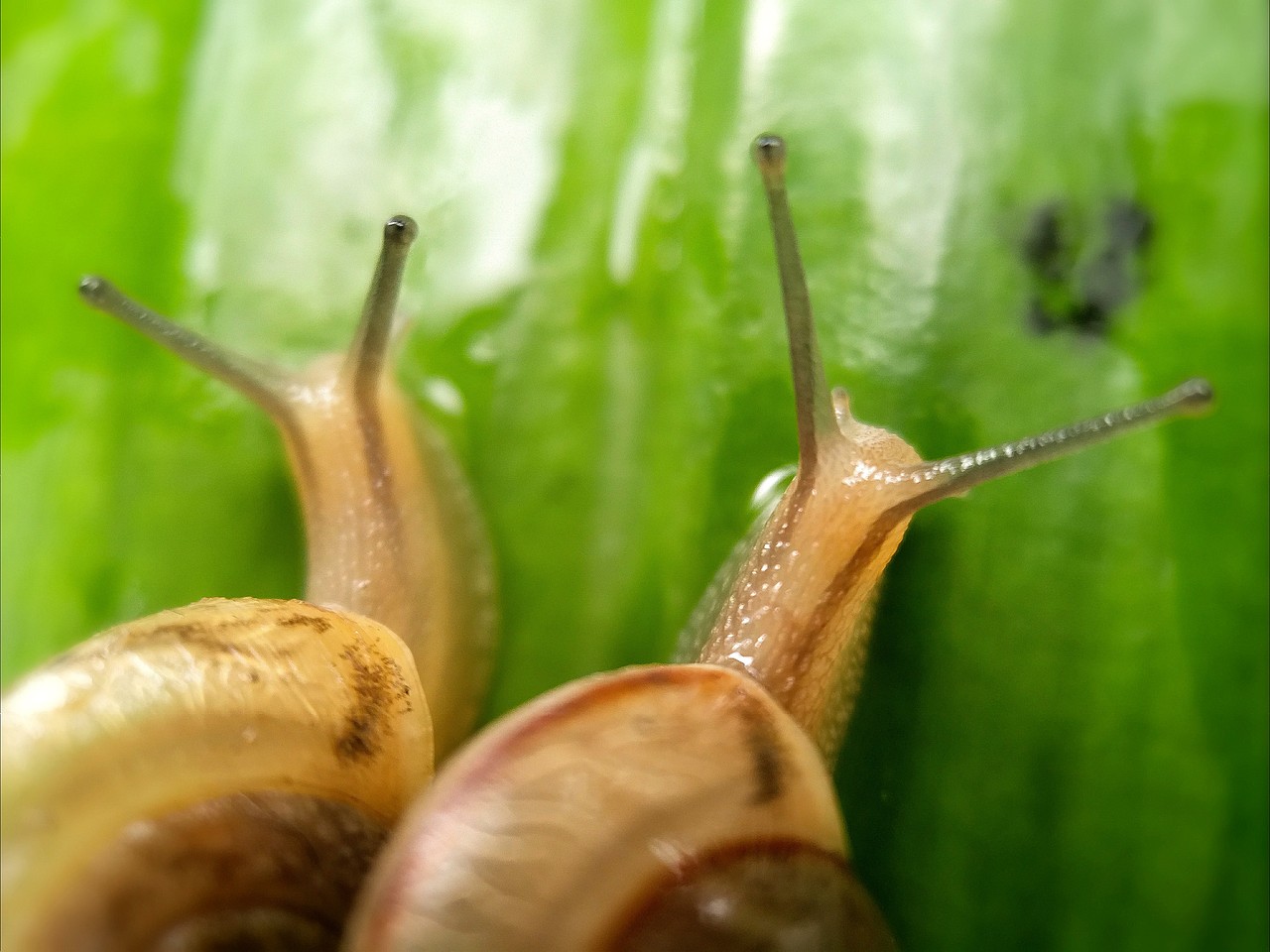 手機(jī)攝影—微距（圖ZMTUxOTEyNDUy） - 人文/紀(jì)實(shí)攝影 - 站酷設(shè)計(jì)師走過(guò)綠意原創(chuàng)素材 - 站酷ZCOOL