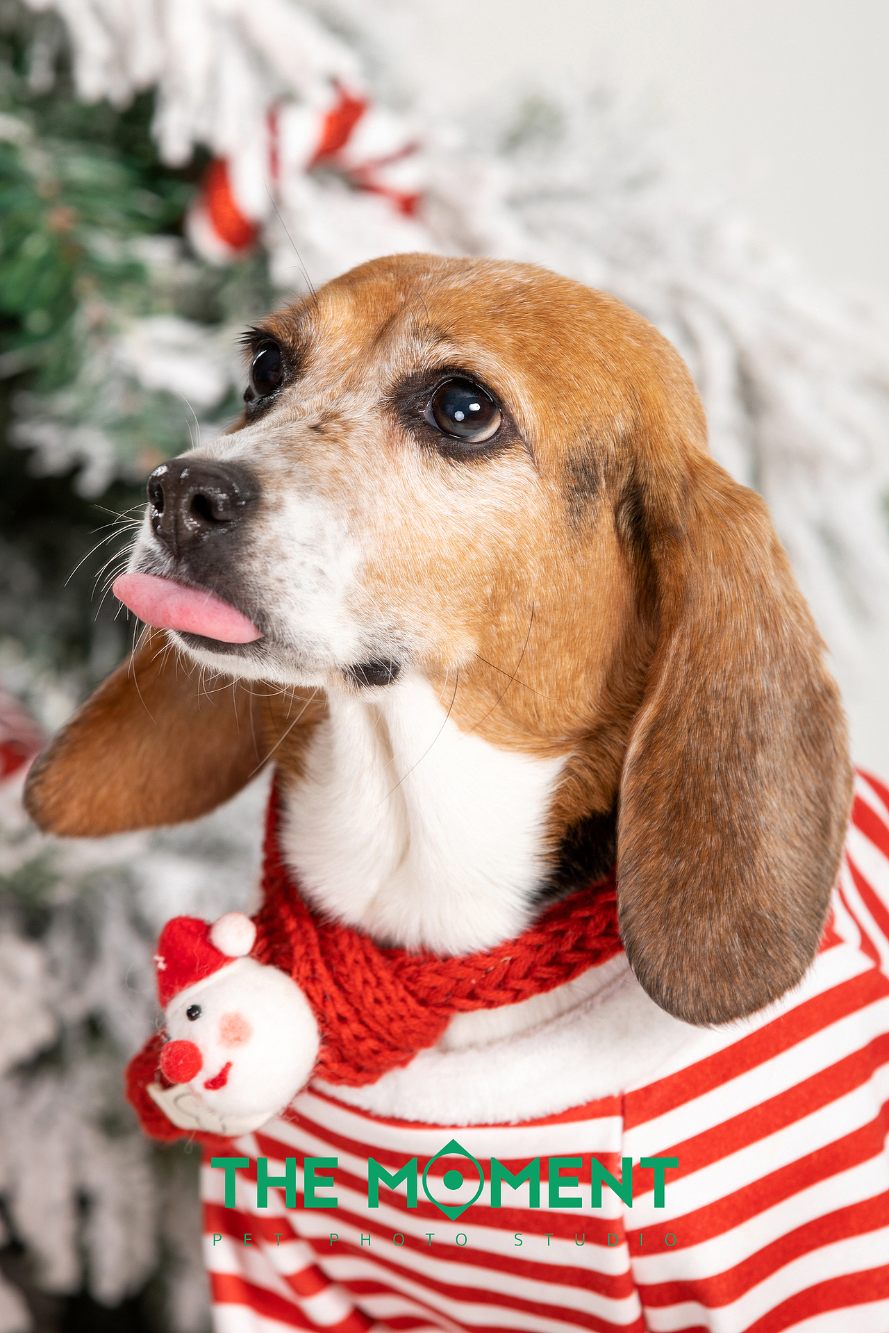 宠物摄影 圣诞