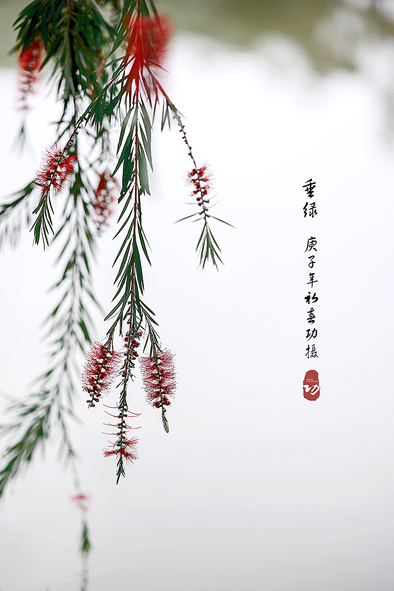 春天来了（图ZMTk4NTA5MDA4） - 风光摄影 - 站酷设计师阿功人像原创素材 - 站酷ZCOOL