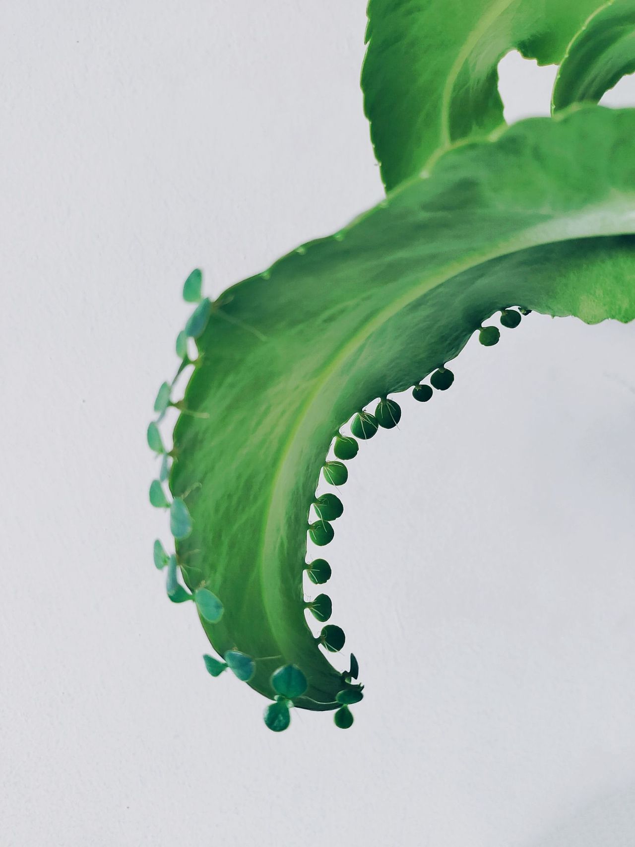 《拒绝内卷》-手机摄影（图ZMzIwNTkxNzYw） - 产品摄影 - 站酷设计师一只小喵喵呢原创素材 - 站酷ZCOOL