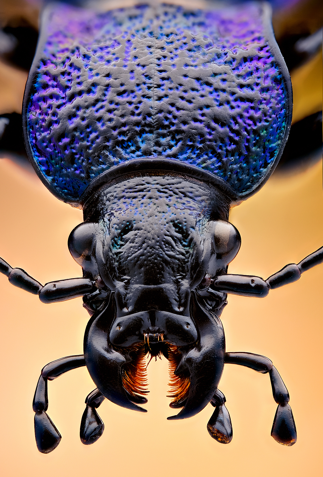 微观视觉虫虫的演奏