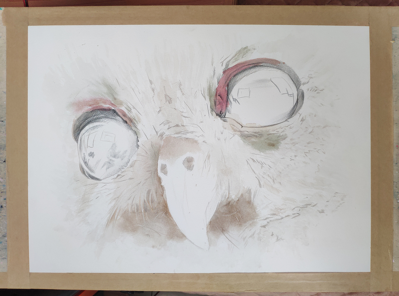 手绘，彩铅萌大眼猫头鹰