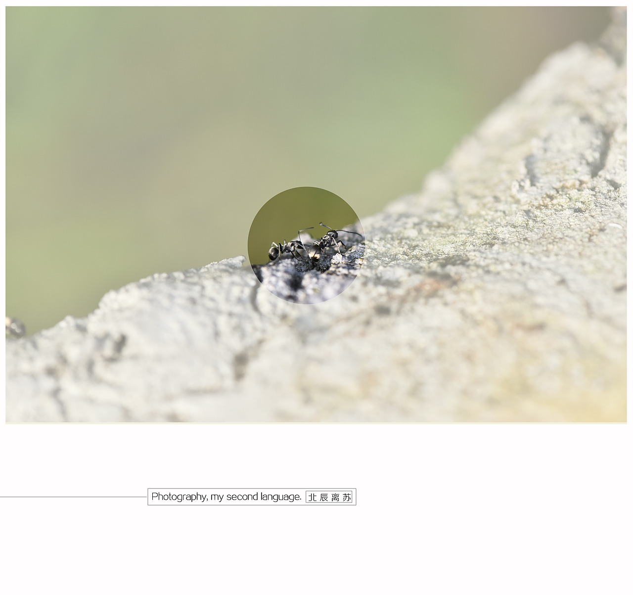 行走在边沿地带（图ZMzM2MjM3MTY=） - 宠物摄影 - 站酷设计师lddd原创素材 - 站酷ZCOOL