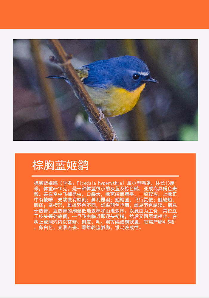 鸟类画册2（图ZMTMzMDg0NjA0） - 书籍/画册 - 站酷设计师浅墨幺幺原创素材 - 站酷ZCOOL