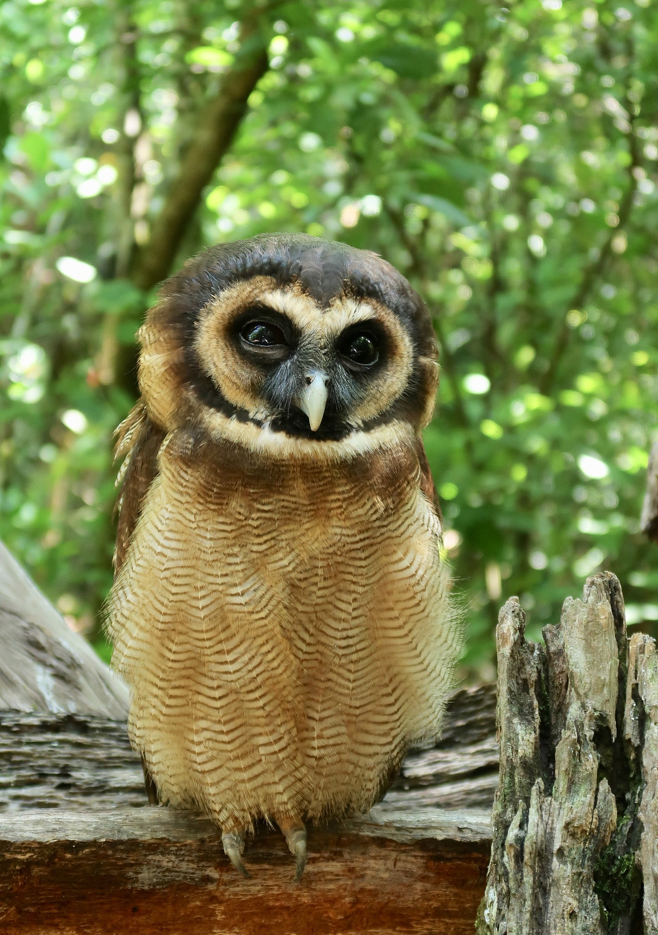 普洱国家公园的小动物们