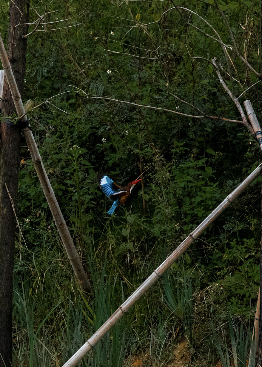 飞鸟集（图ZMzM4NDUwMzky） - 风光摄影 - 站酷设计师Xyaihaoze原创素材 - 站酷ZCOOL