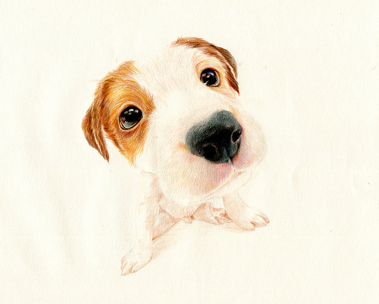 彩铅狗狗——杰克罗素梗犬（图ZMzU5NTAxMTI=） - 绘画 - 站酷设计师箐莜菲菲原创素材 - 站酷ZCOOL