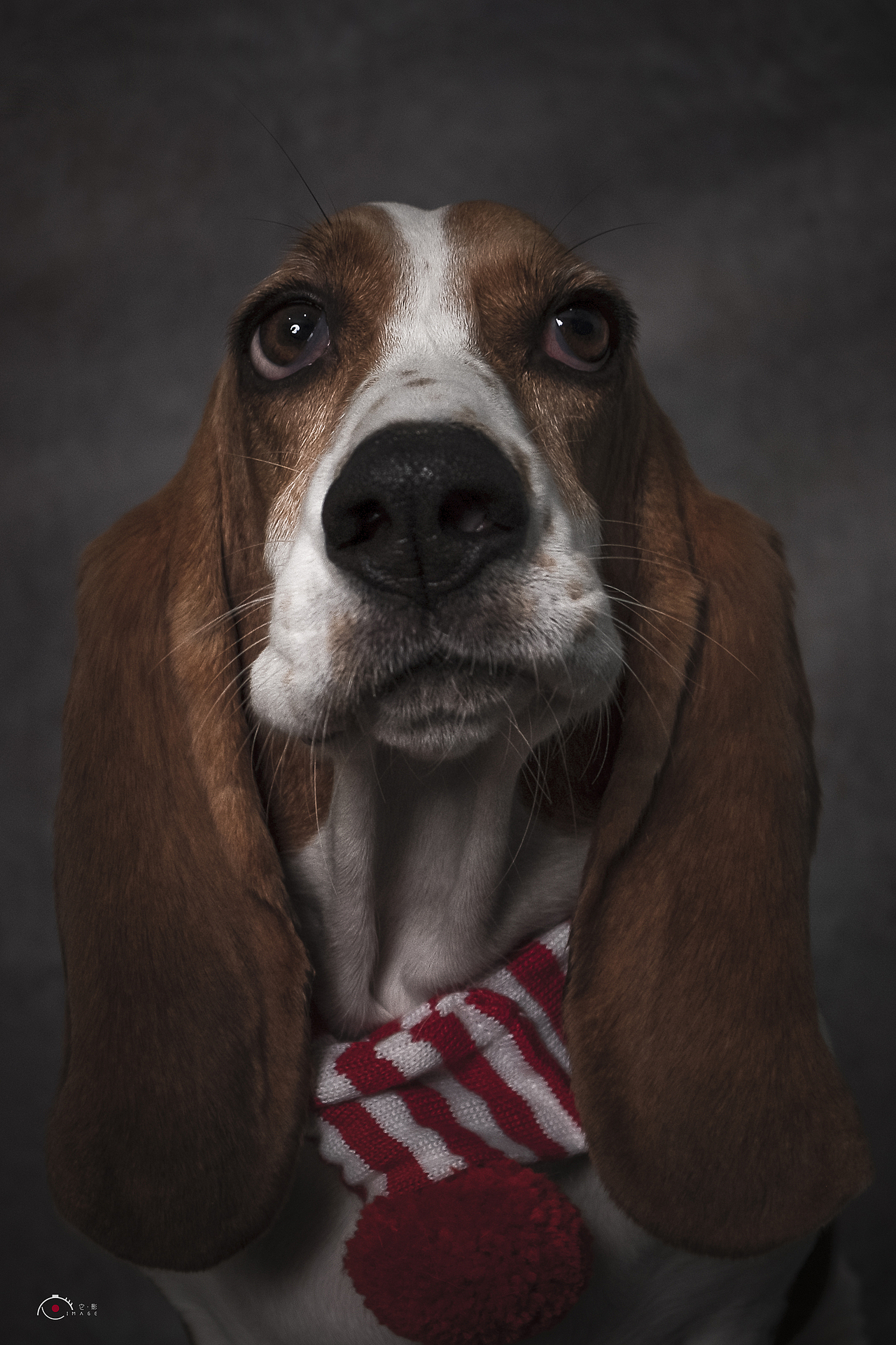 狗狗肖像