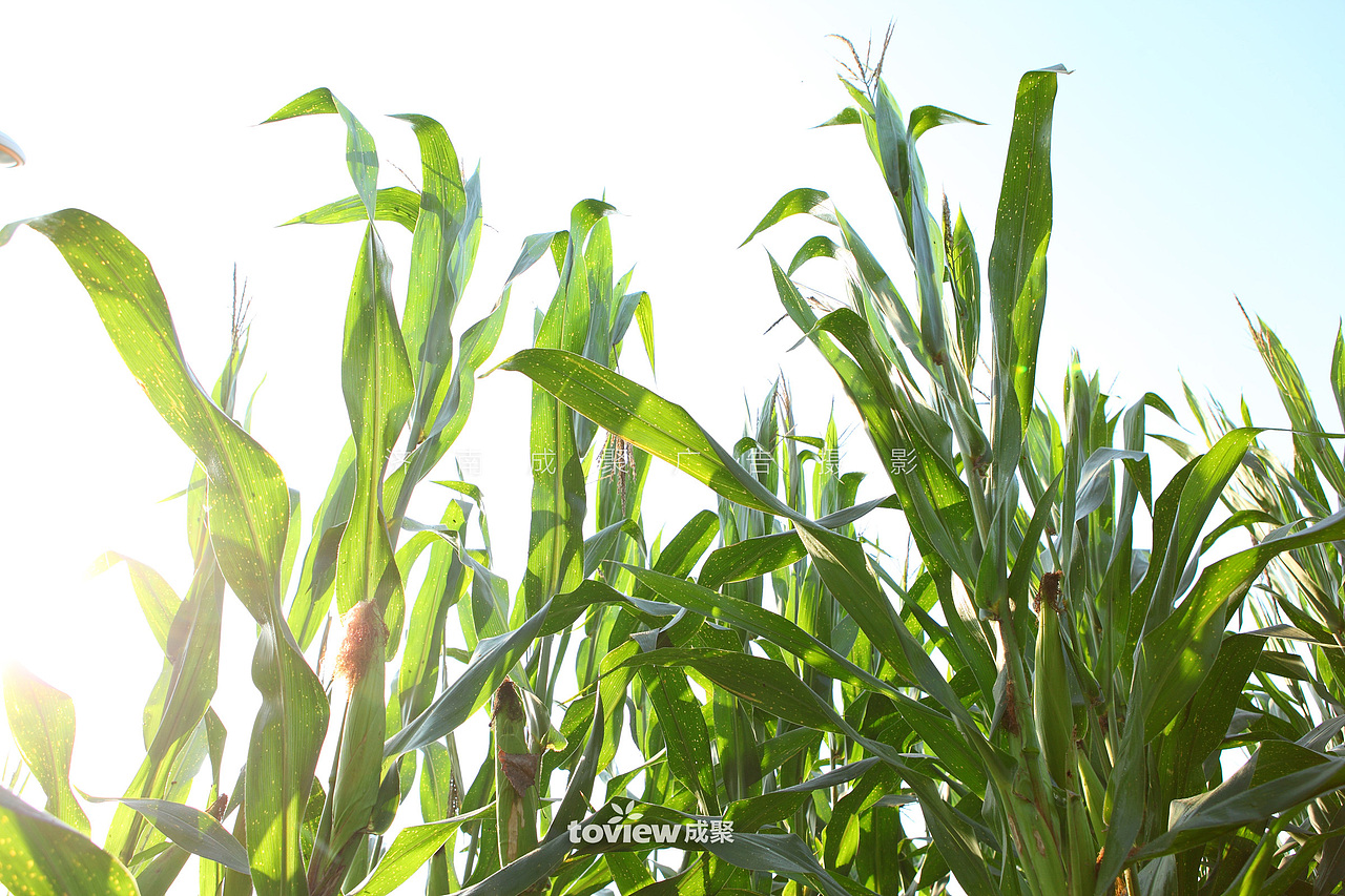 企业形象摄影/有机农业/生态牧场/食品工业生产