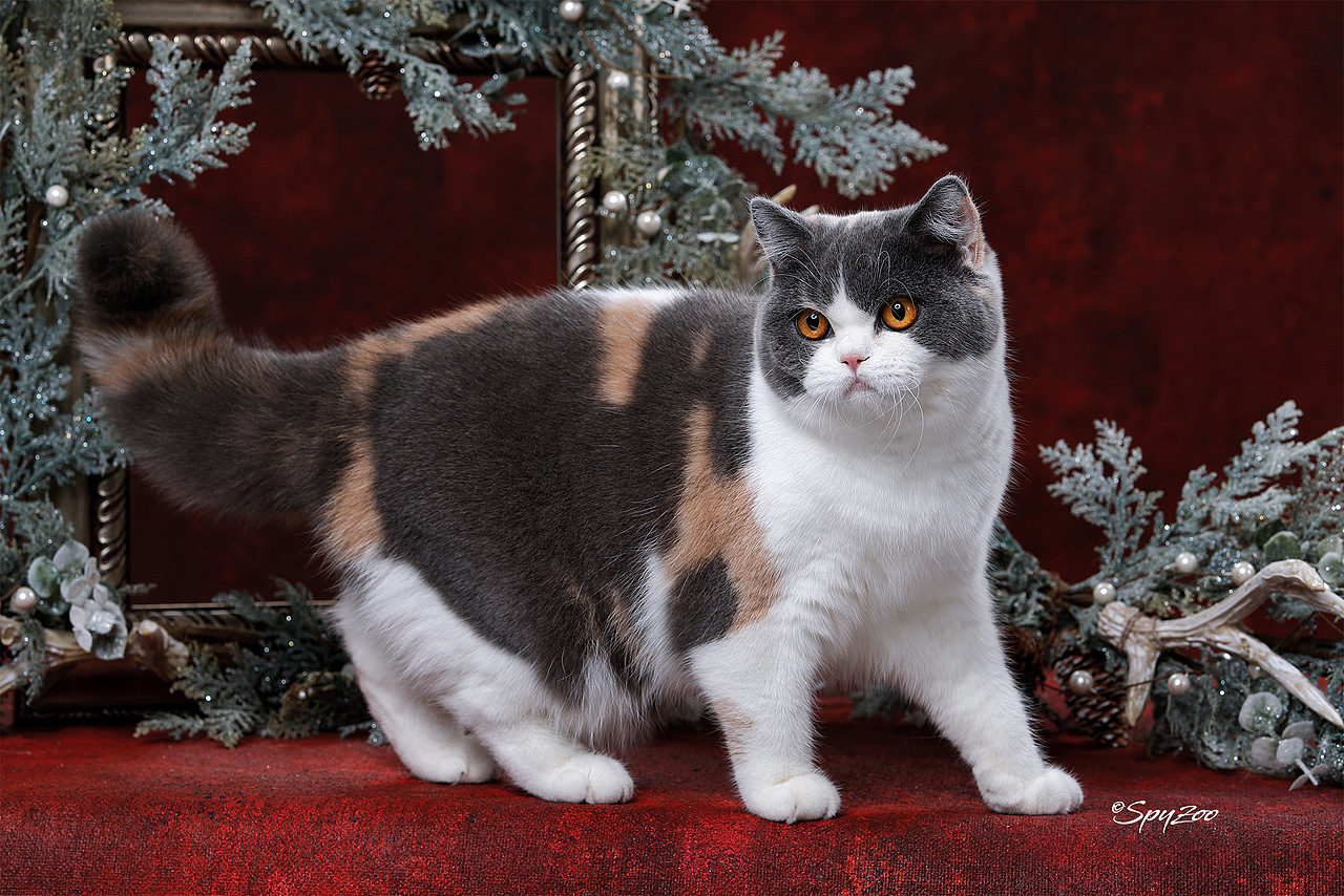 從聖誕拍到春節一個月中的貓賽拍攝（图ZMTkzODE5Mjg0） - 宠物摄影 - 站酷设计师spyzoo原创素材 - 站酷ZCOOL