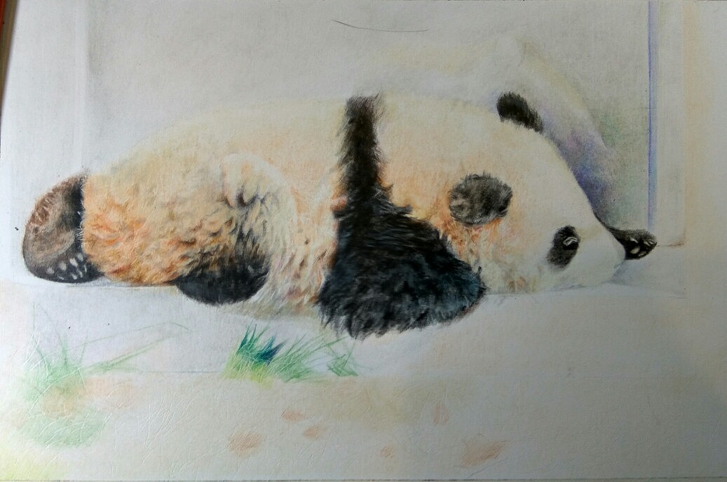 彩铅熊猫