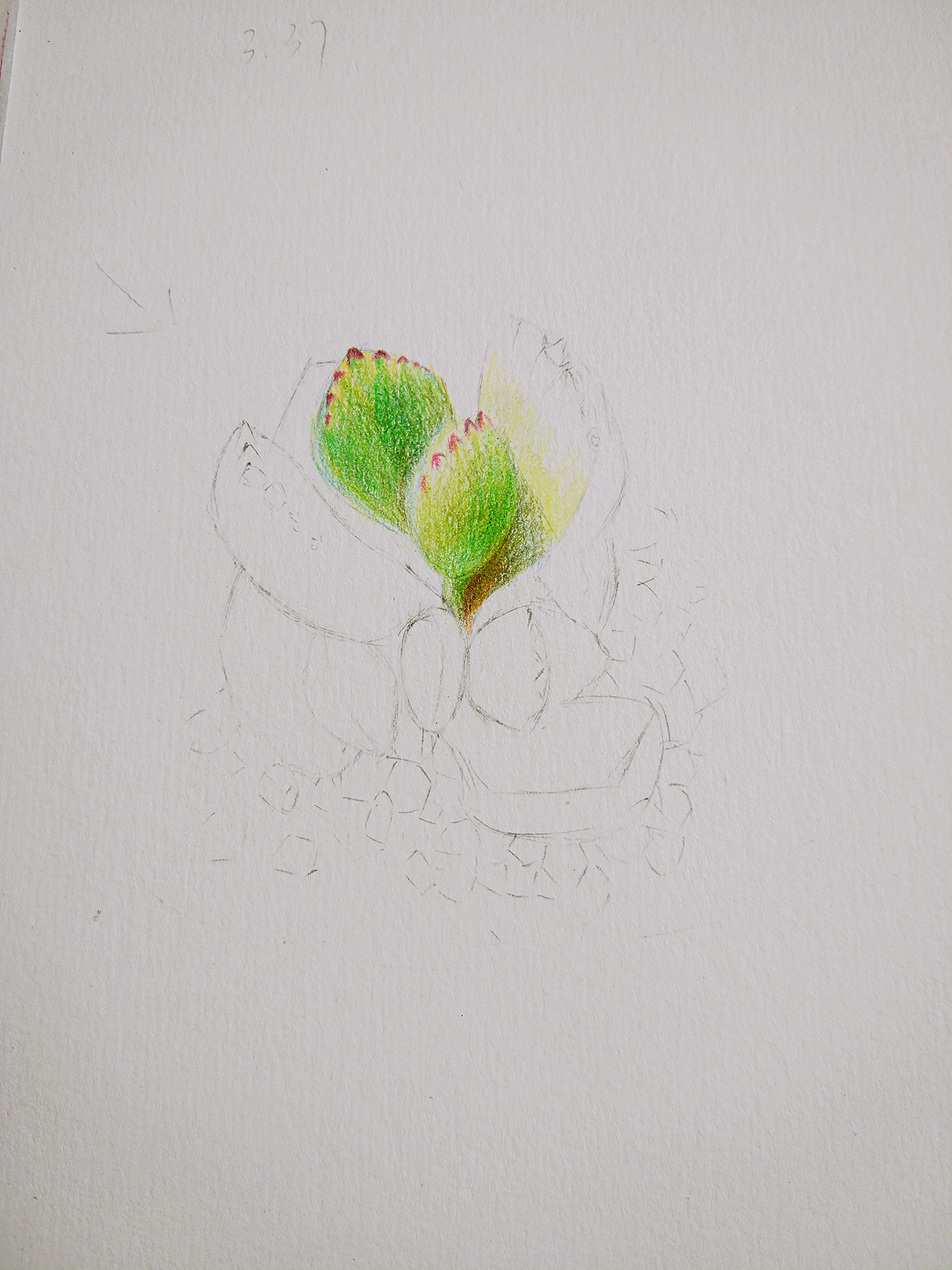 彩铅多肉熊童子