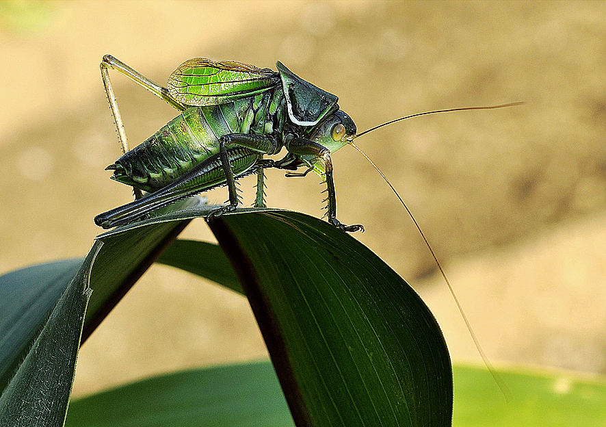 爱一切可爱之物——身边的精灵