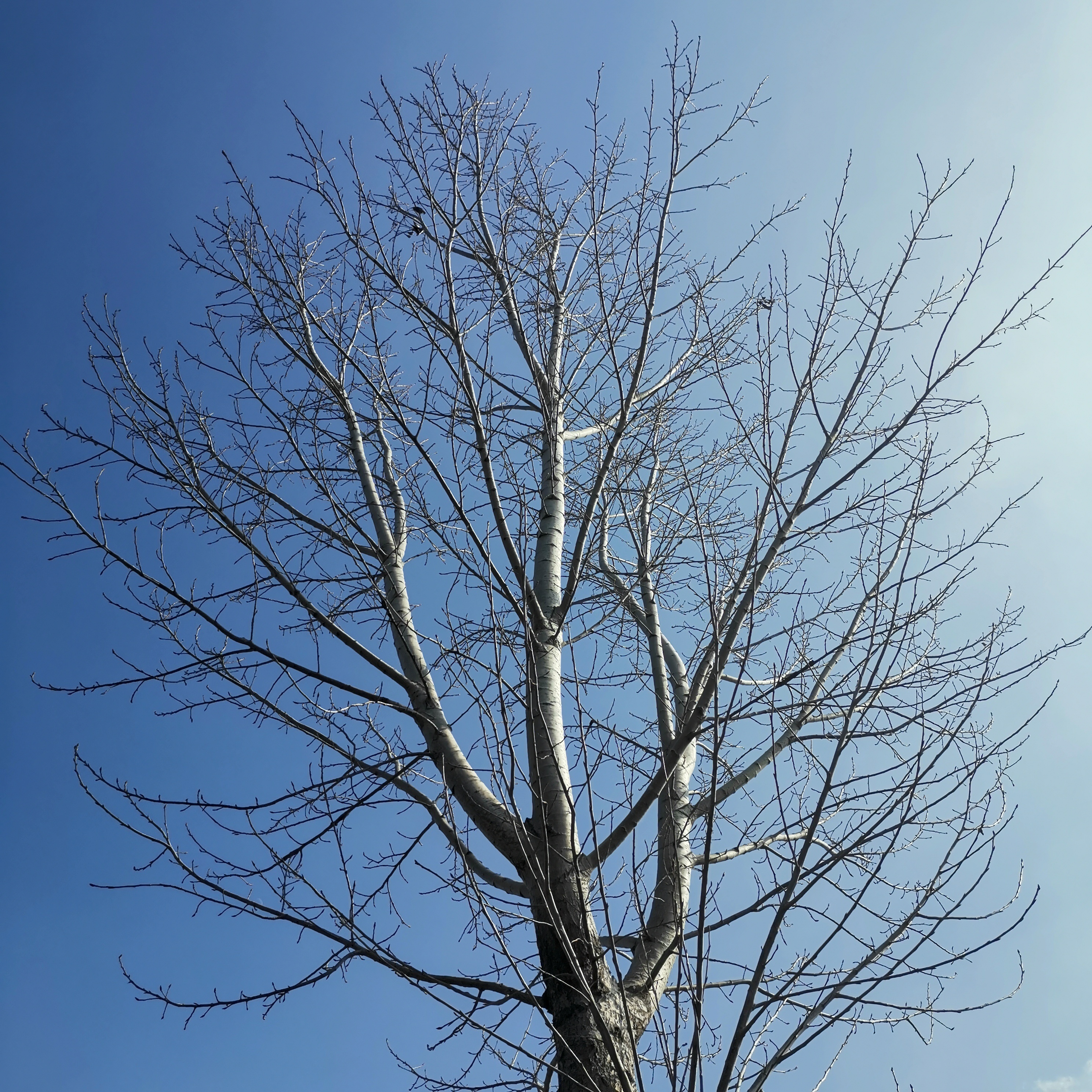 正午阳光下的树|摄影|风光|胖小树 - 原创作品 - 站酷 (zcool)