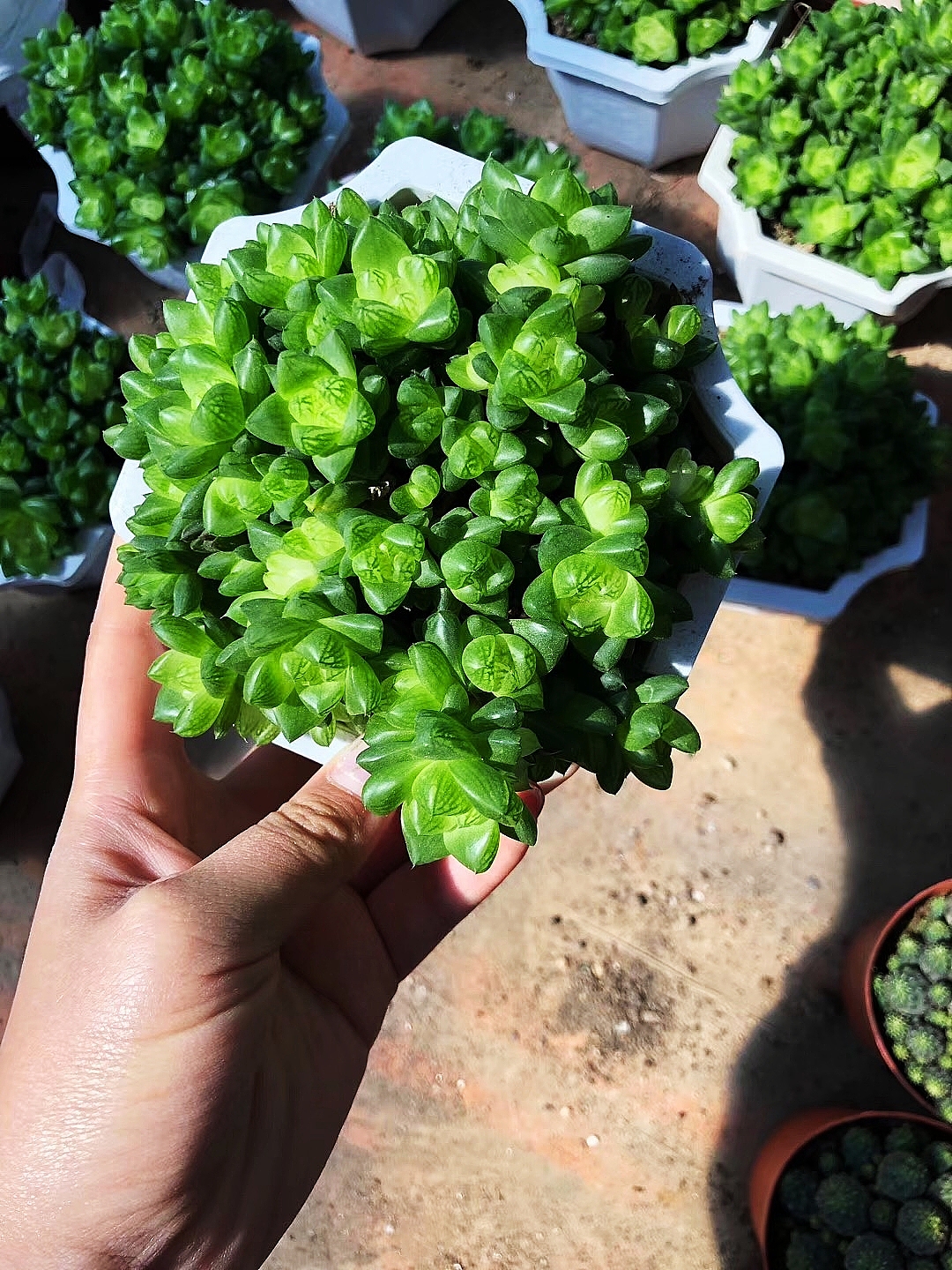 云南东南亚多肉绿植（图ZMTU1NDUxNDc2） - 产品摄影 - 站酷设计师绿植玩家原创素材 - 站酷ZCOOL