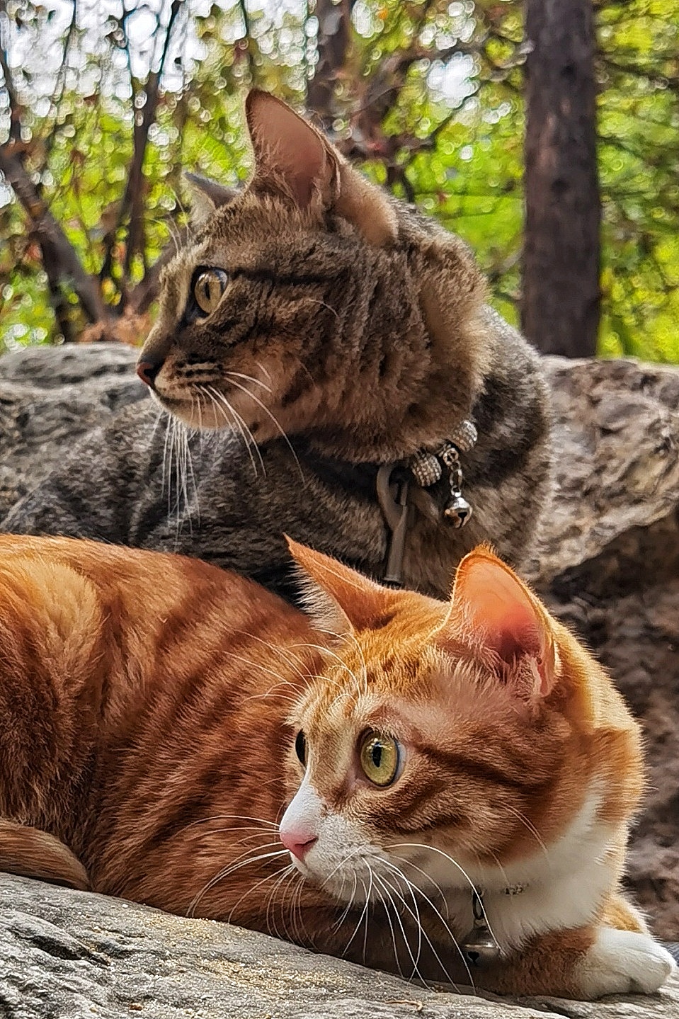 遛两只喵子（图ZMjQwOTQ1OTI4） - 宠物摄影 - 站酷设计师斑点老马原创素材 - 站酷ZCOOL