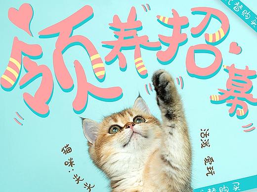 宠物领养海报 | 猫咪