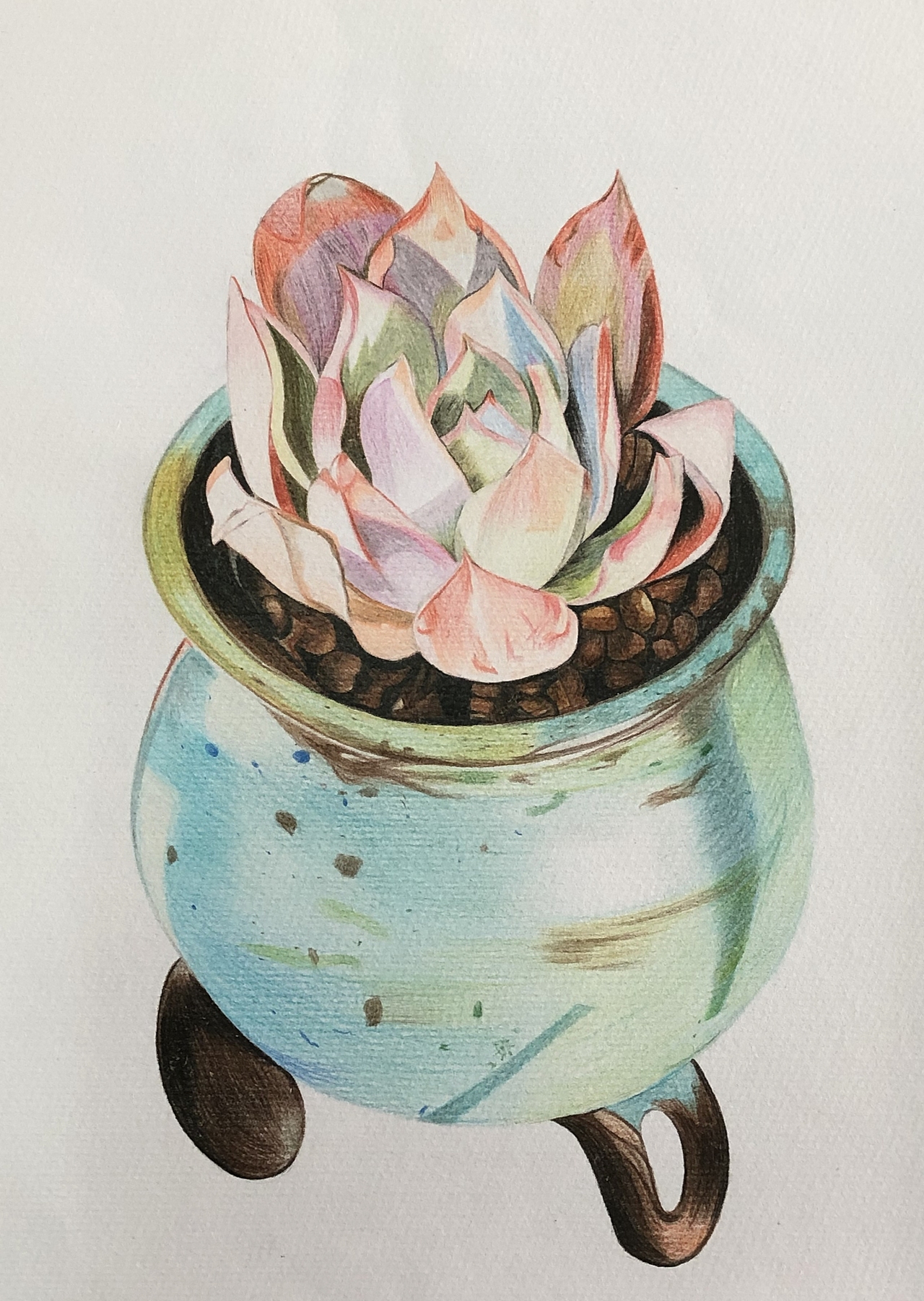 纯彩铅多肉植物～|插画|艺术插画|彩绘人生121511_临摹作品-站酷zcool