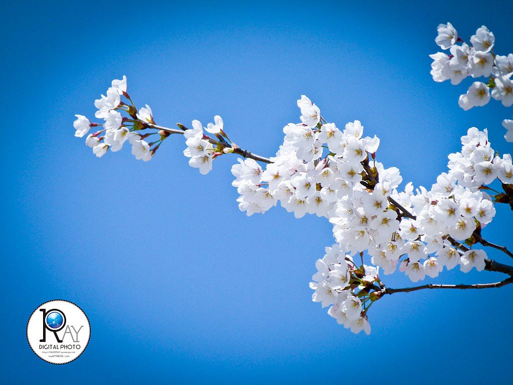 【花开五月】-春天里百花开