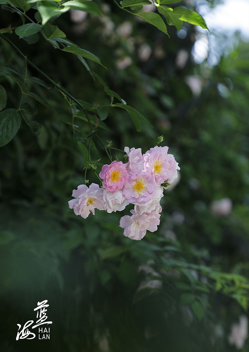 蔷薇花（图ZMzM5MDc2Njky） - 风光摄影 - 站酷设计师Z13172302原创素材 - 站酷ZCOOL