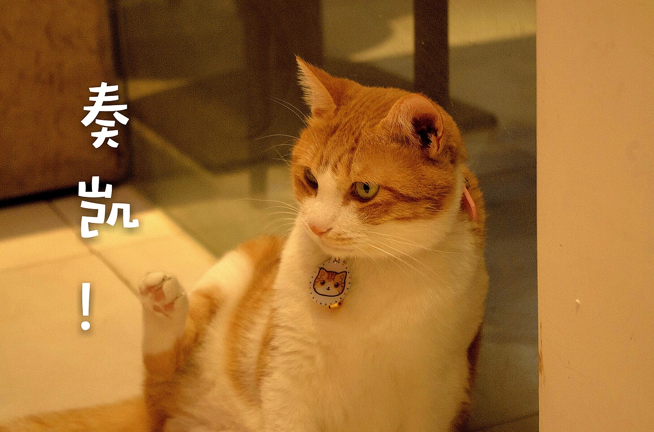 拍了一组萌宠表情包哈哈