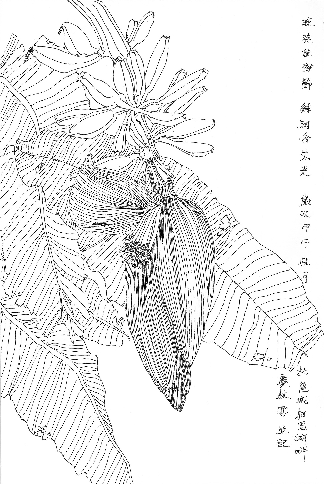 白描写生系列之南方地域花卉