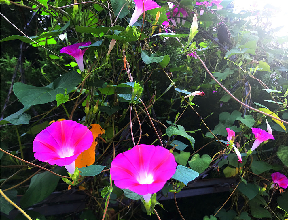 刘勇良手机纪实摄影:七夕节的喇叭花