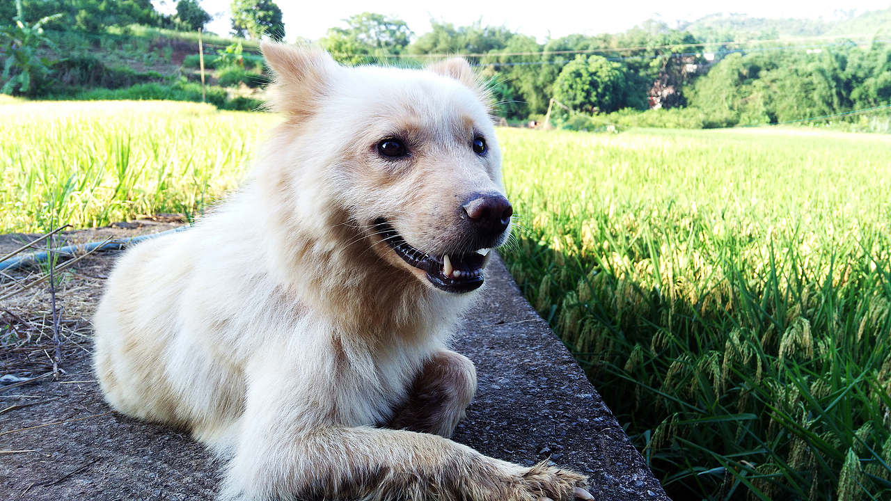 拾穗（图ZODcwMTE0Njg=） - 风光摄影 - 站酷设计师Journey闪原创素材 - 站酷ZCOOL