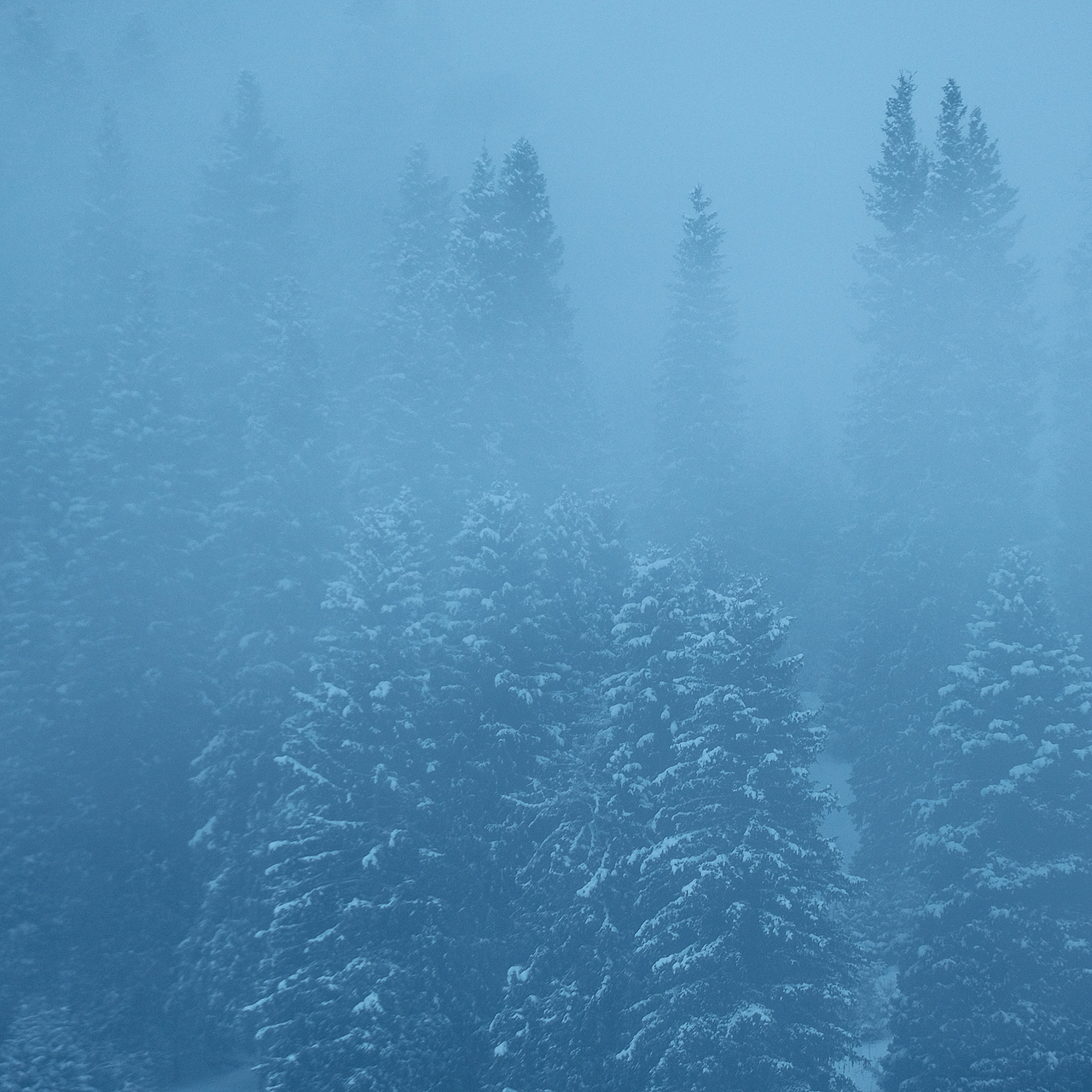 「行摄之路」冬 · 鸦 | The silent morning（图ZMTQ1NDE1NjY4） - 宠物摄影 - 站酷设计师jaminred原创素材 - 站酷ZCOOL