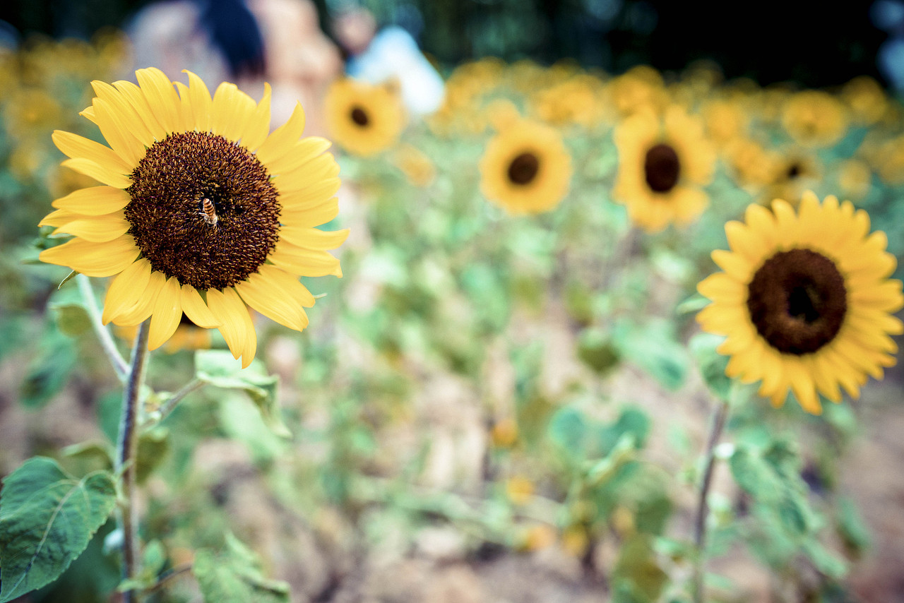 2017.7.30会展中心向日葵（图ZODcwMzQxNDA=） - 风光摄影 - 站酷设计师时差afor原创素材 - 站酷ZCOOL